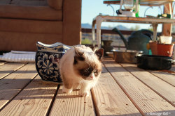 tardthegrumpycat:  The Daily Grump | January 15, 2013 Several