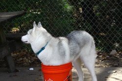 joshpeck:  i have made a mistake  Every husky does this and it