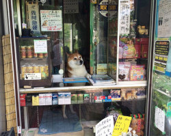 kingdomy:  Shiba Inu “works” at a little shop in Japan (via)