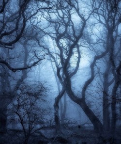 essenceofnatvre:    falconforrest That mystical feeling   