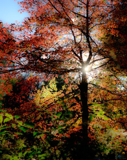 radivs:  Autumn Evening by Brett Whysel 