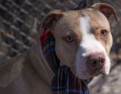 dogsandpupsdaily:  - American Staffordshire Terrier. Want more?