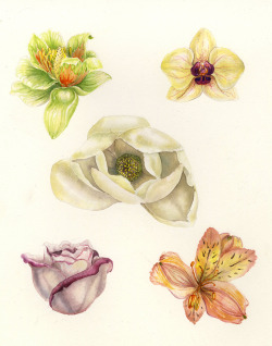 mirandamontes:  Flower studies Watercolor Miranda Montes
