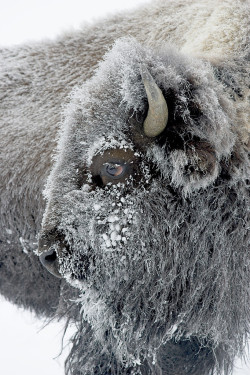 atimo-taguy:  earthandanimals:   Frosty Bison by D. Robert Franz