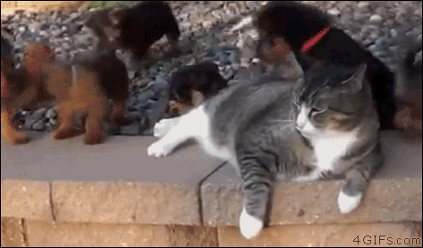 4gifs:  Cat stiff-arms intrusive puppy