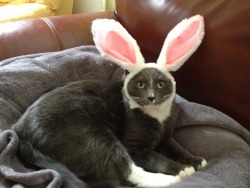 derpycats:  Waffle channeling his inner Easter Bunny
