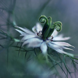 leslieseuffert:  Sophie Thouvenin