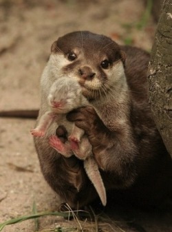 my-own-sword:   #cuddle bunnies #sea & river otters #soul