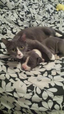 awwww-cute:  Her new kitten is odd, but she still loves her (Source: