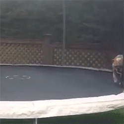 huffingtonpost:  Animals goofing off on trampolines, need we