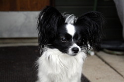 handsomedogs:  My cousins pretty papillon, Minni. 