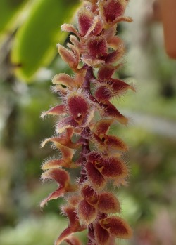 orchid-a-day:  Stelis ciliarisSyn.: Apatostelis ciliaris et al. June