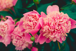 c3rulean:  ❀ pretty pink peonies in the garden ❀ by Shandi-lee