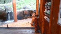 rainflaaash:  yahoonewsuk:  This tiger cub wants to play with