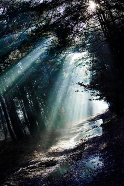 ancientdelirium:  Sunlight in the forest of Fontainebleau by