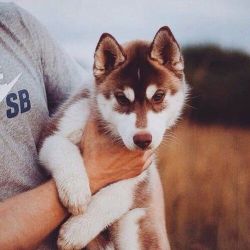 babydogdoo:I love huskies 