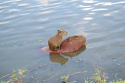 animals-riding-animals:  capybara riding capybara 