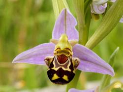 plurdledgabbleblotchits:  belas-imagens:  (Ophrys apifera) uma