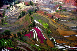 nubbsgalore:  the remote, secluded and little known rice terraces of yuanyang county in chinaâ€™s yunnan province were built by the hani people along the contours of ailao mountain range five hundred years ago. during the early spring season, the terraces