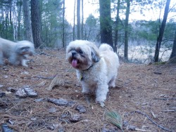 daisytheshihtzu:  They really enjoyed the change of venue. Normally