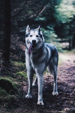 wolverxne:  Husky | by: { Vinje }