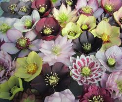 flowersgardenlove:  Hellebore Beautiful gorgeous pretty flowers