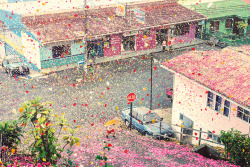 ghostparties:   “millions of flower petals erupt from a volcano,