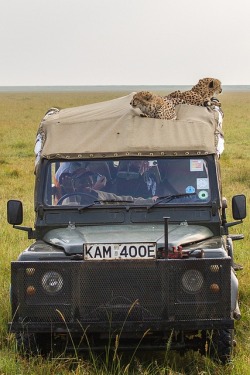 funnywildlife:  Cheetahs on LandRover in the Masai Mara, Kenya