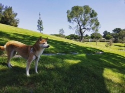 pUpdate: Dagny does not miss me, she&rsquo;s too busy being majestic af 