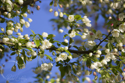 raychelackleyphotography:blue skies behind