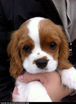 aplacetolovedogs:  Cutest Cavalier King Charles puppy ever!!