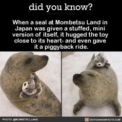 did-you-kno:  When a seal at Mombetsu Land in  Japan was given