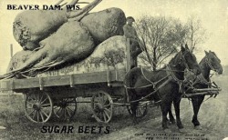 Tall-Tale Postcard - Sugar Beets