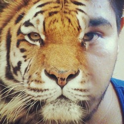 #tigre 