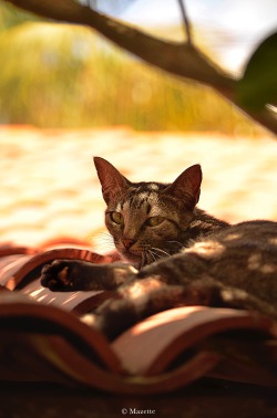 themazette:  The Mazette : Roof cat (Jericoacoara, Ceàra- Brazil) 
