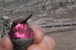 somanybird: fencehopping:  Showing off a hummingbird’s iridescent
