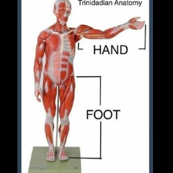 nefferatiymaat:  Trini parents anatomy #trinidadandtobago #Trinidad
