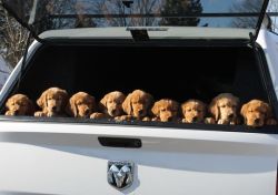 mostlydogsmostly:  (via Tammy Garewski)