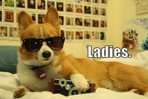 daunt-lesss:  basicbeat:  Corgi Compilation - You are welcome  Corgiâ€™s manâ€¦ Cutest shit ever. 