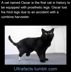 thesquirrelisonfire:  cpockets:  chupacabrathing:  ultrafacts: