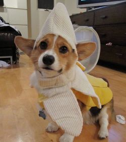 andcorgimakesthree:  Howloween flashback!  What are you gonna