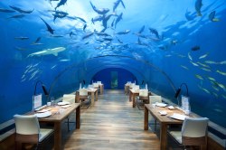rixwilson:    Maldives first ever underwater restaurant called