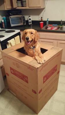 awwww-cute:  Did someone order a best friend?! 