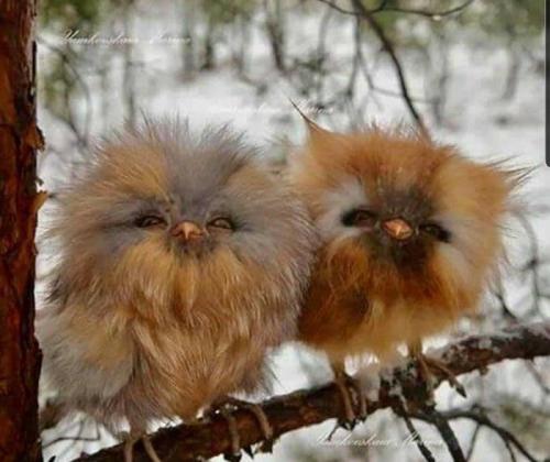 awwflycat:In case you need it today- here are two baby owls