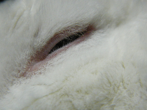 fortunas-sands:Bree in a few bunny closeup pictures during bunny sleepy time last night!