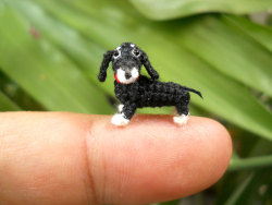 kitsunecoffee: marinashutup:  moarrrmagazine:  Miniature dogs