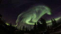 sixpenceee:Aurora Borealis in the shape of a wolf. Taken in Pajala,