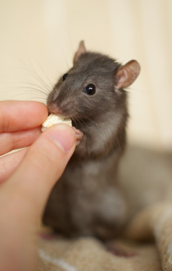 archerandfriends:Hello little one <3  mousy <3