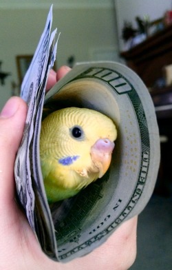 budgiebabies:  You’ve been visited by the Money Bird. He only