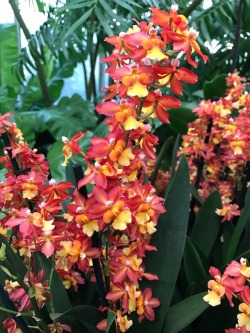 retreatintoserenity: Flurry of Orchids